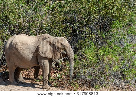 One Adult Desert Elephant -loxodonta Africana- Browsing Along The Honaib River In North-western Nami