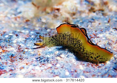 Elysia Marginata Or Elysia Ornata, Found Underwater In Mediterranean (aegean) Sea In Greece
