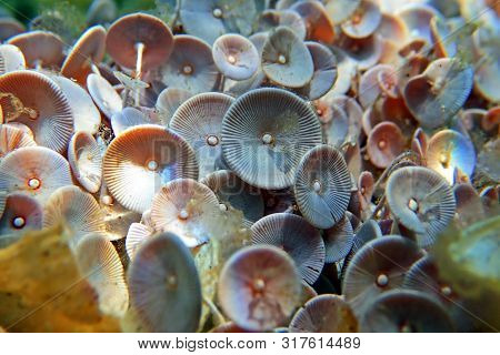 Acetabularia Mediterranea - The Mediterranean Sea Algae, Underwater Scene