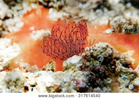 Serpula Vermicularis - Calcareous Tubeworm, Mediterranean Underwater Macro Scene
