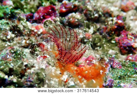 Serpula Vermicularis - Calcareous Tubeworm, Mediterranean Underwater Macro Scene
