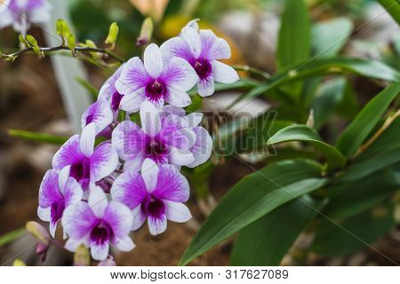 Purple Orchids In A Garden. Beautiful Spring Flowers With Soft Green Background