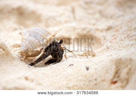 Hermit crab, Pagurus bernhardus, crawling on the sand beach .