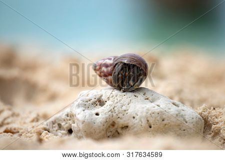 Hermit crab, Pagurus bernhardus, crawling on the sand beach .