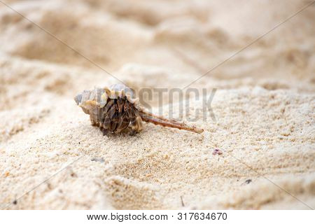 Hermit crab, Pagurus bernhardus, crawling on the sand beach .