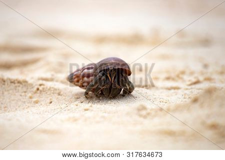 Hermit crab, Pagurus bernhardus, crawling on the sand beach .