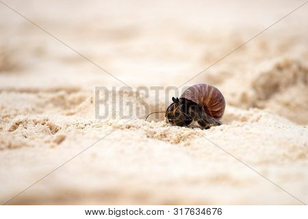 Hermit crab, Pagurus bernhardus, crawling on the sand beach .