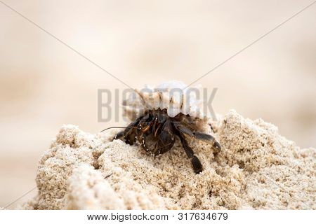 Hermit crab, Pagurus bernhardus, crawling on the sand beach .