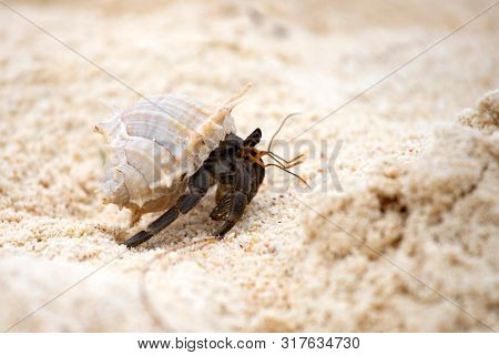 Hermit crab, Pagurus bernhardus, crawling on the sand beach .