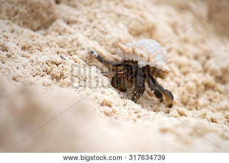 Hermit crab, Pagurus bernhardus, crawling on the sand beach .