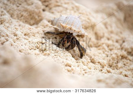 Hermit crab, Pagurus bernhardus, crawling on the sand beach .