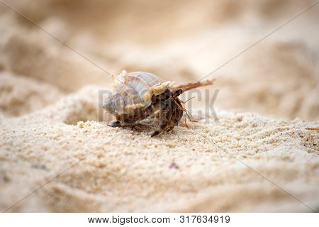 Hermit crab, Pagurus bernhardus, crawling on the sand beach .