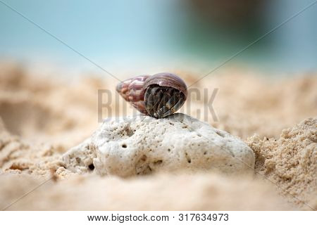 Hermit crab, Pagurus bernhardus, crawling on the sand beach .