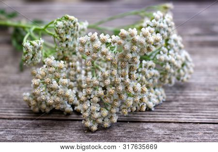 Blurred Photo.closeup Of Flower Achillea Millefolium, Commonly Known As Yarrow Or Common Yarrow On R