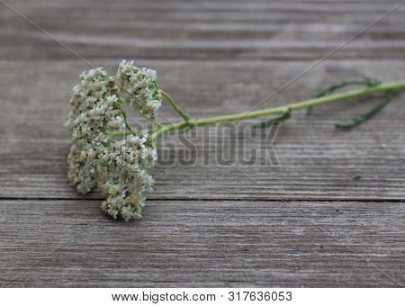 Blurred Photo.closeup Of Flower Achillea Millefolium, Commonly Known As Yarrow Or Common Yarrow On R
