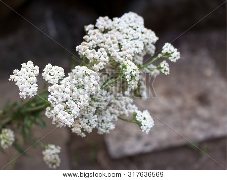 Blurred Photo.closeup Of Flower Achillea Millefolium, Commonly Known As Yarrow Or Common Yarrow On R