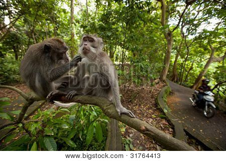 Two monkeys on a tree