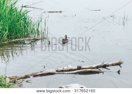 Portrait Of A Females Of Duck On The Water River