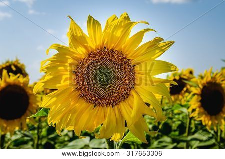 Sunflower Flower. Сlose-up Of Big Sunflower Flower