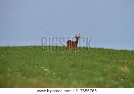 Portrait Of Roe Deer´s Head On The Meadow In Rut