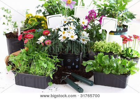 Viele dekorative Blumen und Gemüse bereit für die Bepflanzung
