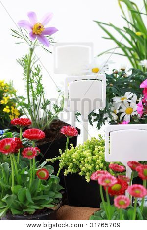 Viele dekorative Blumen und Gemüse bereit für die Bepflanzung