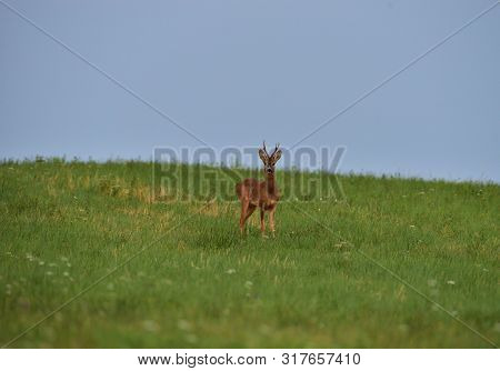 Roe Deer Walking On The Meadow With Green Grass