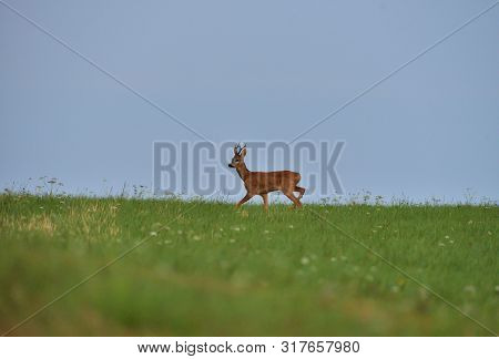 Roe Deer Walking On The Meadow With Green Grass