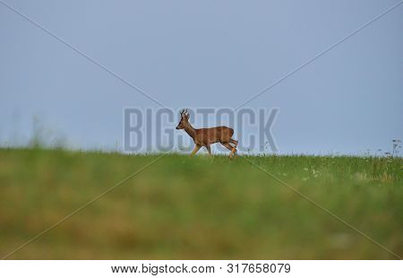 Roe Deer Walking On The Meadow With Green Grass