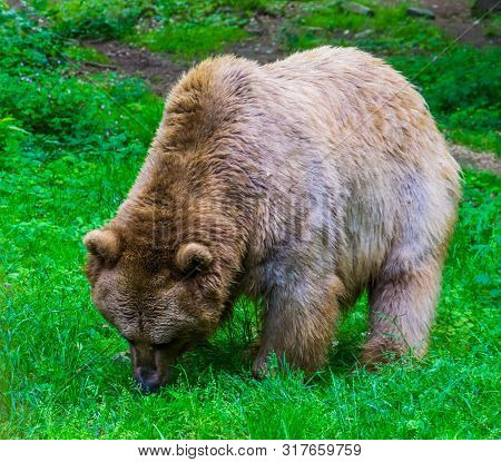 Light Brown Bear Grazing In A Pasture Of The Forest, Omnivorous Mammals