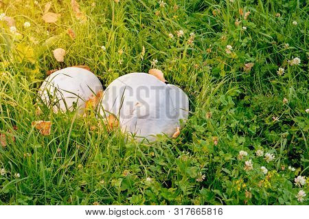Giant White Puffball - Mushroom On Grass