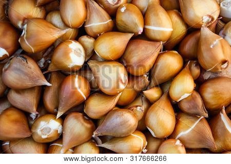 Many Tulip Bulbs, Onion Golden Texture And Background
