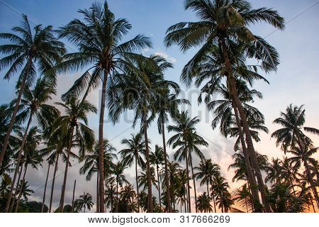 Palm Trees On A Background Of Blue Sky