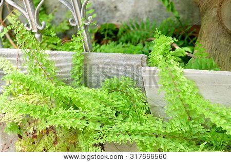 Green Bush Of Tassle Ferns Grow On Flower Pot For Garden Decoration.