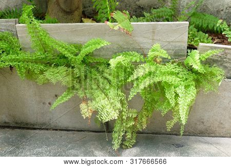 Green Bush Of Tassle Ferns Grow On Flower Pot For Garden Decoration.