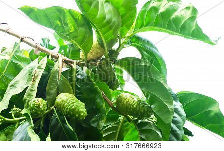 Vegetable And Herb, Fresh Noni, Morinda Citrifolia, Great Morinda, Indian Mulberry, Beach Mulberry O