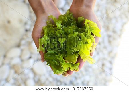 Young Woman Holding In Hands Fresh Green Laminaria Seaweeds. Breakfast, Lunch, Dinner. Raw, Vegan, V