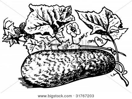 Melone d'inverno