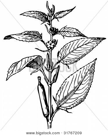 Pianta Corchorus