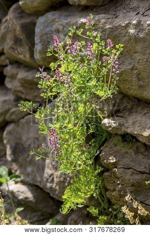 Medicinal Plants. A Useful Plant (fumaria Officinalis) With Pink Flowers Grows Close-up In A Natural