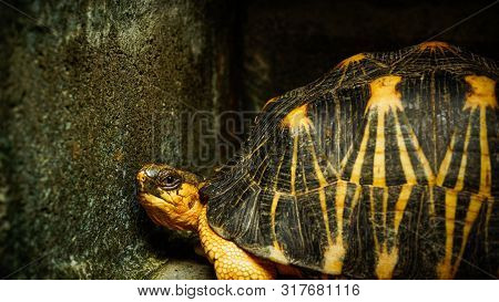 Portrait Of Radiated Tortoise,tortoise Sunbathe On Ground With His Protective Shell.