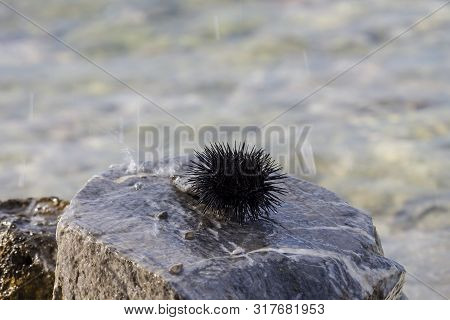 Sea Creatures. One, Black, Sea Urchin (echinoidea) Sits On A Stone In The Sea Close-up