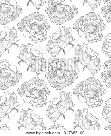 Peony Flower Seamless Pattern Vector Hand Drawn