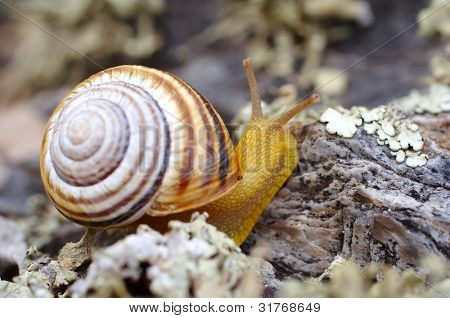 Caracol
