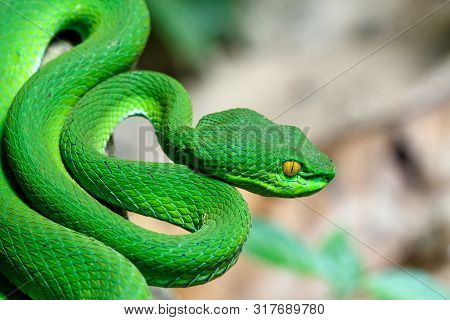 Close Up Large-eyed Green Pit Viper (trimeresurus Macrops) The Endemic Specie Of Southeast Asia