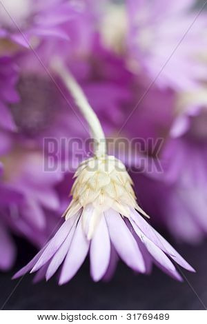 Immortelle. Fiore eterno. Helychrysum bracteatum.