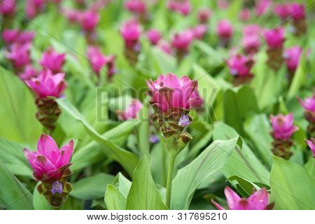 Beautiful Pink Siam Tulip Flower In Nature