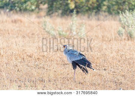 A Secretary Bird, Sagittarius Serpentarius, Walking Through Grass