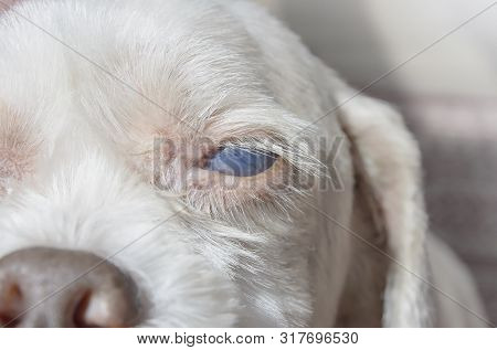 Close Up On The Eye Of An Old Dog With White Eye Disease, Blind Dog. Cataracts Or Uveitis Diseases. 