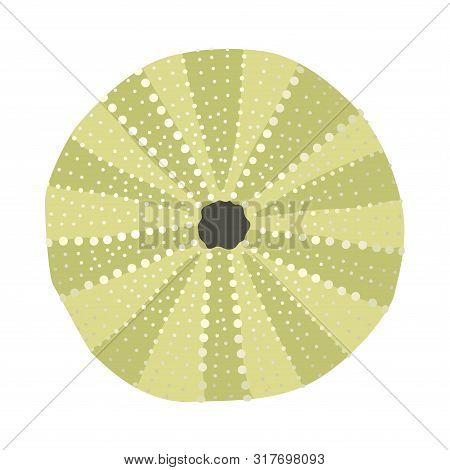 Vector Sea Beach Object Clip Art. Dry Seaurchin